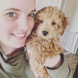 Cockapoo Puppies from Greenview Puppies