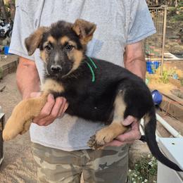 Green Boy - Black and tan male German Shepherd puppy in Lake George, Colorado from High Country German Shepherds