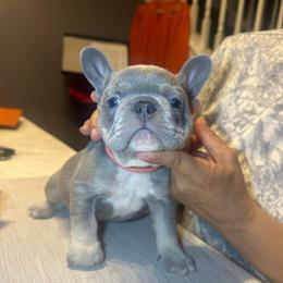 Pink - Blue female French Bulldog puppy in Bolingbrook, Illinois from Flores Frenchies