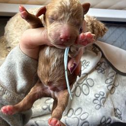 Blue collar - Red  male Goldendoodle puppy in Watertown, New York from True Friend Doodles
