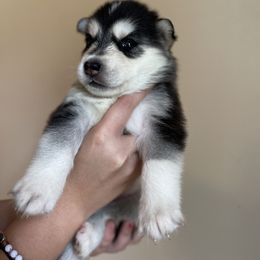 Siberian Husky Puppies from Broward Huskies