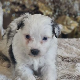 Ghost - Blue merle male Miniature Australian Shepherd puppy in Bethany, Connecticut from Tini Thyme Mini Aussies