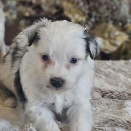 Ghost - Blue merle male Miniature Australian Shepherd puppy in Bethany, Connecticut from Tini Thyme Mini Aussies