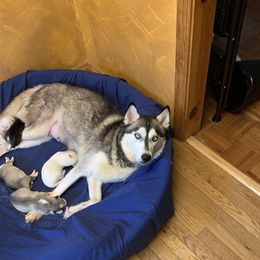 Xena - Siberian Husky