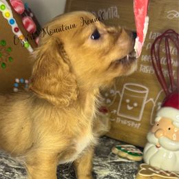 Stormy - Red female Dachshund puppy in Conway, Missouri from Ozark Mountain Kennel