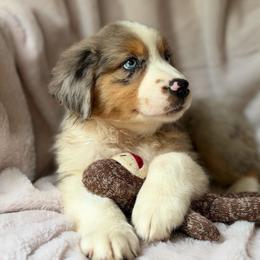 Caramel Cider - Blue merle male Australian Shepherd puppy in Wayne, West Virginia from Creek Side Aussies & Doodles