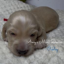 AKC Oakley (Red) - Cream male Dachshund puppy in Jena, Louisiana from Amy’s Mini Doxies