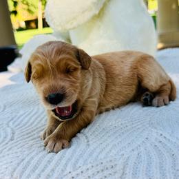 Stella - Dark golden female Golden Retriever puppy in Santa Ana, California from American Golden Retrievers
