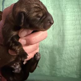 Boy 1 - Wild boar male Dachshund puppy in Marinette/Green Bay, Wisconsin from Incahoots Smooth and Wirehaired Dachshunds