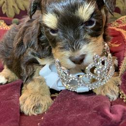 Huxley - Liver male Miniature Schnauzer puppy in Kentucky from Mrs Bs Teeny Schnauzers & Doodles