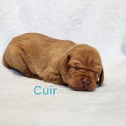Dragon 5 - Golden rust female Vizsla puppy in Kentucky from Willow Ridge Kennel