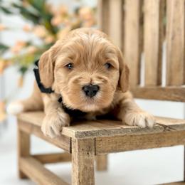 Sunny - Apricot male Goldendoodle puppy in Queen Creek, Arizona from Goldendoodle AZ