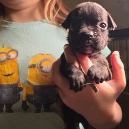 Light blue - Brindle female Boxer puppy in Caspian, Michigan from Andrus Family Boxers