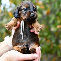 Dasher - Dachshund puppy from Paradox Dachshunds