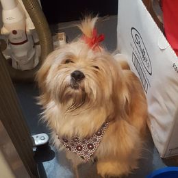 Norma Jewel - Lhasa Apso