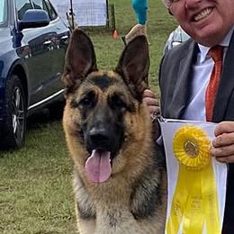 Deja - German Shepherd