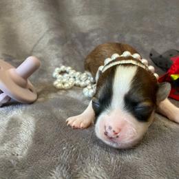 Chiquita - Black sabled fawn female Chihuahua puppy in Seneca, Missouri from Stephanie’s Puppy Colony