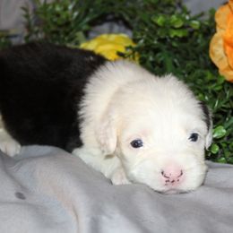 Old English Sheepdog, Sheepadoodle, and Shih Tzu Puppies from Animal Crackers