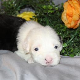 Old English Sheepdog, Sheepadoodle, and Shih Tzu Puppies from Animal Crackers