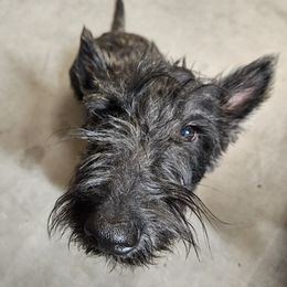 Rocky - Scottish Terrier