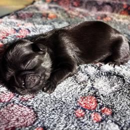 Black - Black male Shih Tzu puppy in Oakville, Washington from Pine Pawz