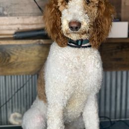 Honey - Poodle