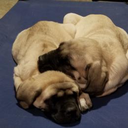 Mastiff Puppies from Stoneheart Mastiffs