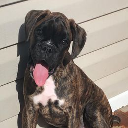 Boxers from Rutherford Boxers