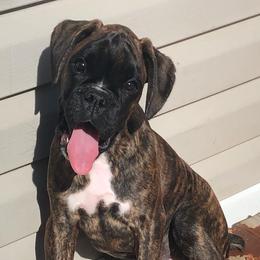 Boxers from Rutherford Boxers