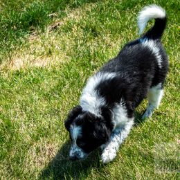 Border Collie, Golden Retriever, and Sporty Mix Puppies from Turbo Border Collies & Coltrievers