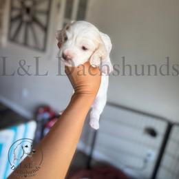 Dachshund Puppies from L&L Dachshunds