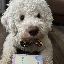 Hero - Off-white male Lagotto Romagnolo puppy in Canton, Georgia from HeartSpot Lagotti