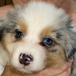 Australian Shepherds from Majestic's Kennel