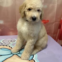 Remy - Apricot male Poodle puppy in Mobile, Alabama from Semmy’s Standard Poodle LLC