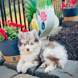 Bali (Pet Only Contract) - Merle male Pomsky puppy in Greenville, South Carolina from Thicketty Mountain Pomskies