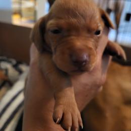 Girl 1 - Golden rust female Vizsla puppy in Stryker, Montana from Jeff Schmieder