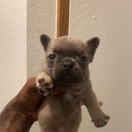 French Bulldog All Grown Up from Barters kennel