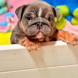 Kong - Blue tri-color male Bulldog puppy in Norco, California from Alizah Bulldogs
