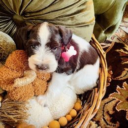 Red Boy AKC - Liver male Miniature Schnauzer puppy in Pineville, Kentucky from Bell Beards & Brows Min Schnauzers