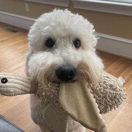 Toby - Goldendoodle