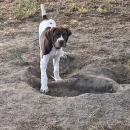 Brown - Liver and white male German Shorthaired Pointer puppy in Newton Grove, North Carolina from Wayalife Labradors & Gsp’s