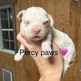 Percy Paws - White female Cavapoo puppy in Greensburg, Kentucky from Doodle Me Crazy