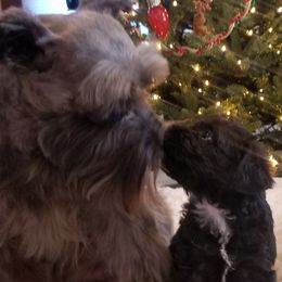 Ivy - Miniature Schnauzer