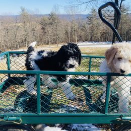 Goldendoodle Puppies from Happy Valley Doodles