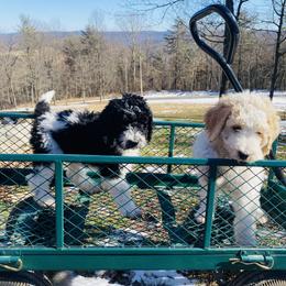 Goldendoodle Puppies from Happy Valley Doodles