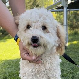 Player - Poodle