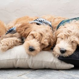 Goldendoodle Puppies from Deer Valley Doodles