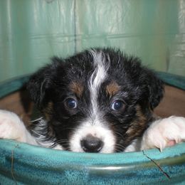 Australian Shepherd Puppies from Whitney Hill Aussies