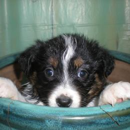 Australian Shepherd Puppies from Whitney Hill Aussies