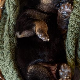 German Shepherd Puppies from Platz German Shepherds